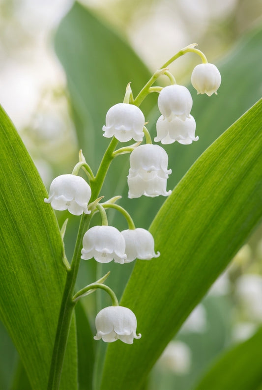 Convallaria majalis 'Doreen' bloem
