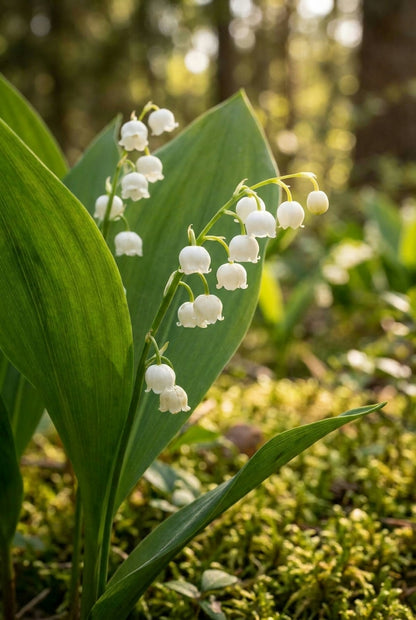 Convallaria majalis 'Doreen' bloem