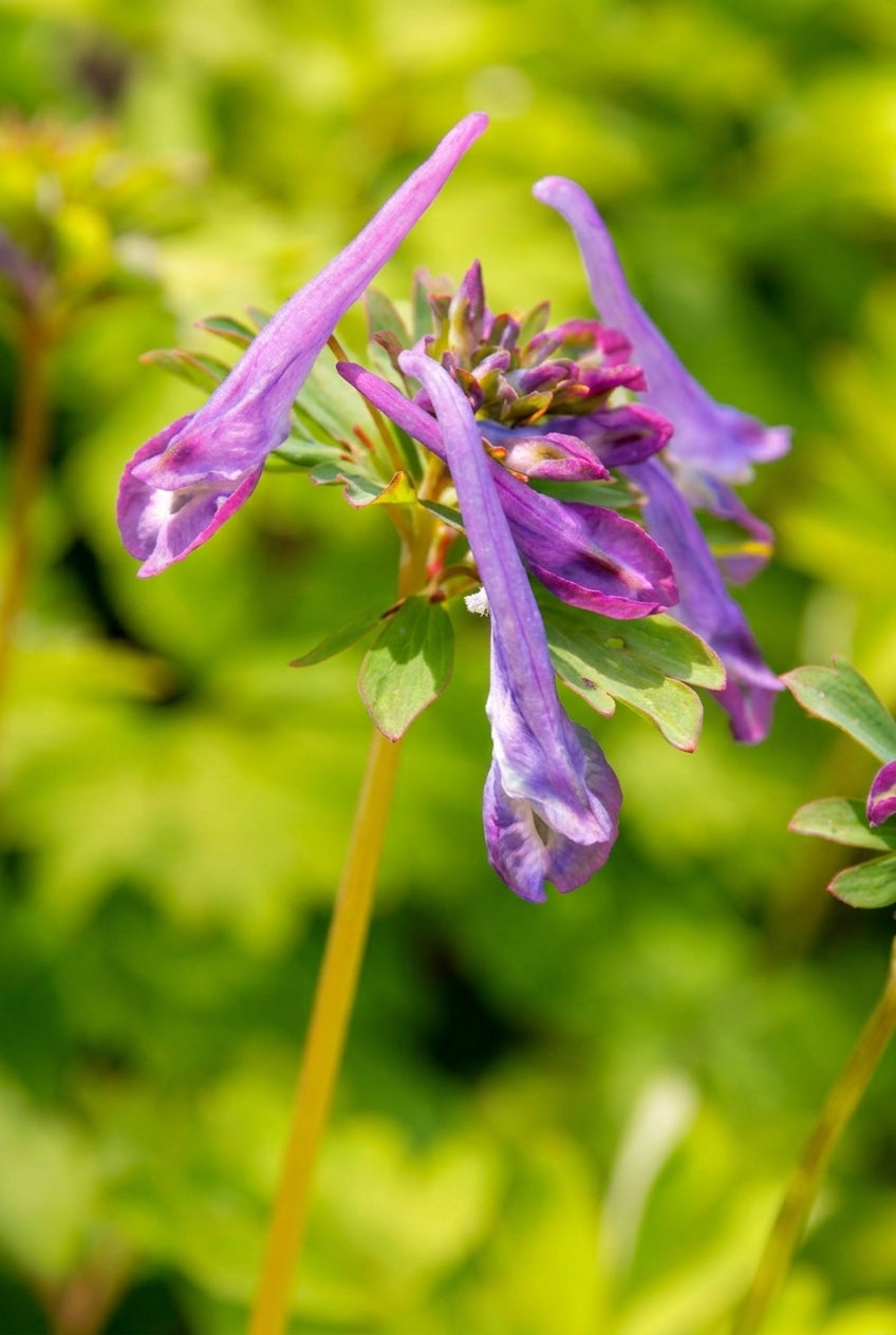 Corydalis 'Golden Spinners' bloem