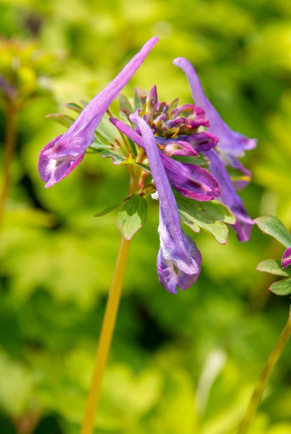 Corydalis 'Golden Spinners' bloem