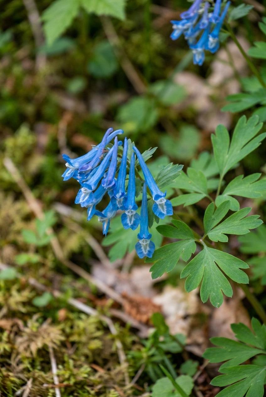 Corydalis 'Golden Spinners' bloem