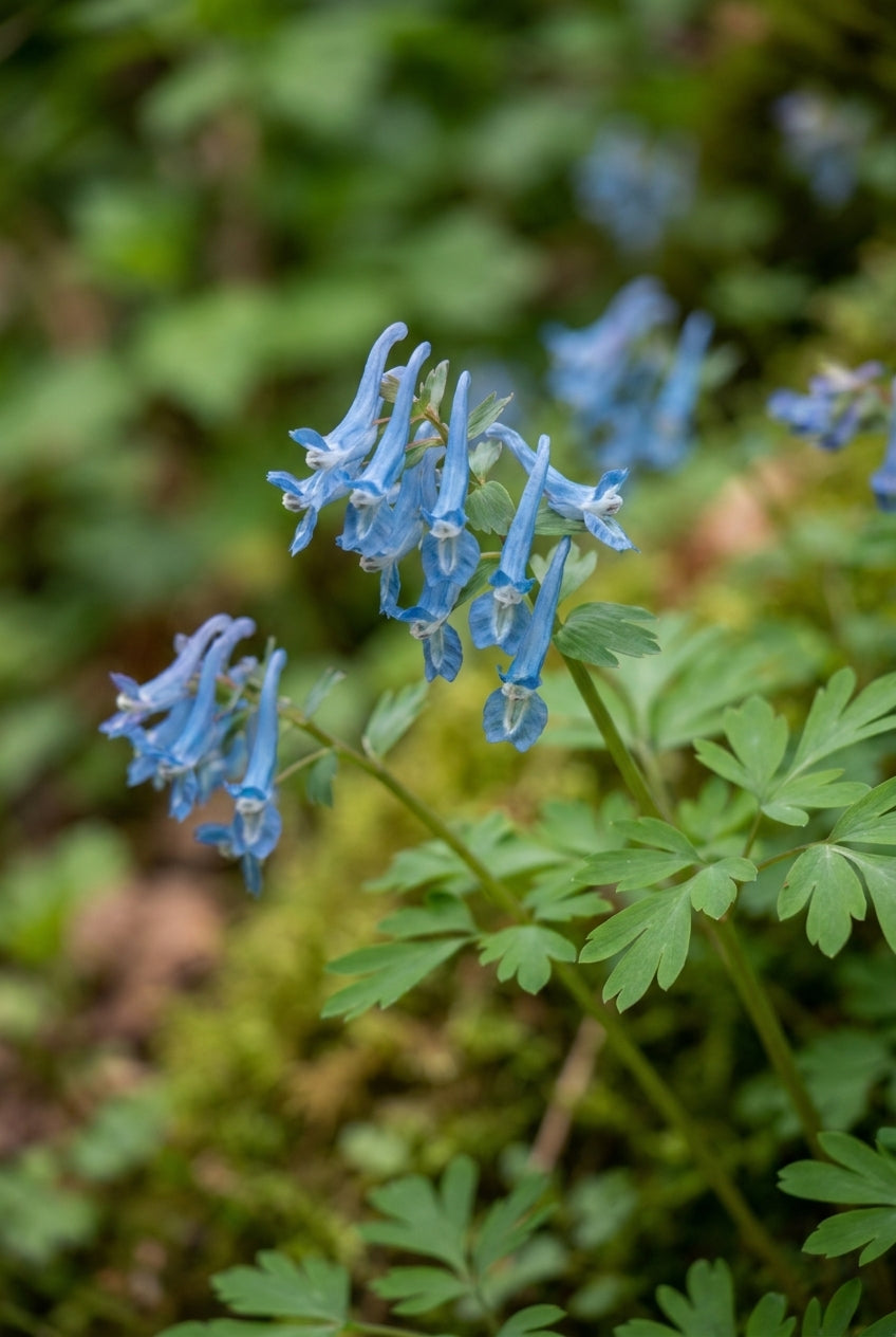Corydalis 'Spinners' bloem