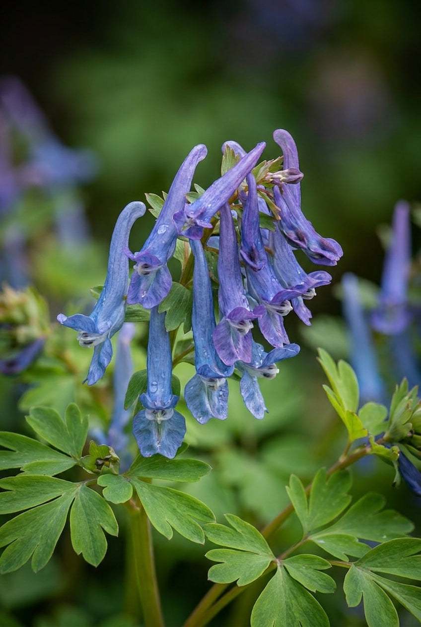 Corydalis 'Spinners' bloem