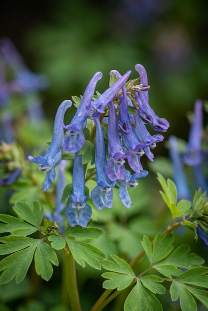Corydalis 'Spinners' bloem