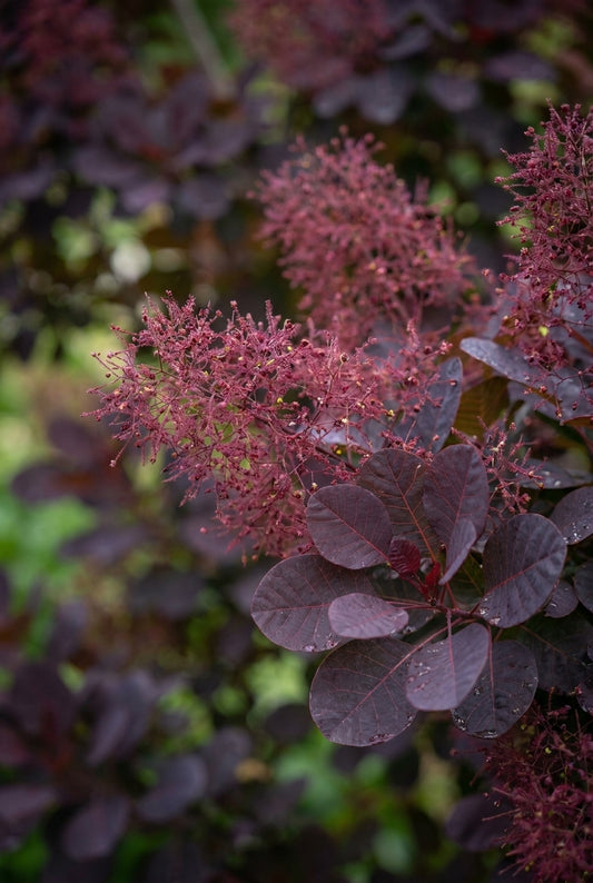 Cotinus coggygria 'Lilla' Tuinplanten bloem