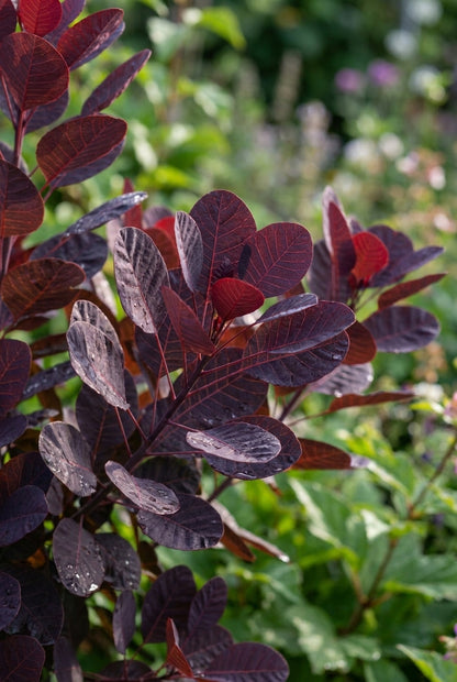 Cotinus coggygria 'Lilla' meerstammig / struik blad