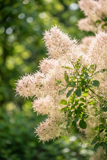 Cotinus coggygria 'Young Lady' solitair bloem