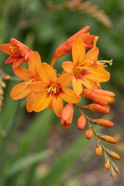 Crocosmia 'Firestars Hot Spot' bloem