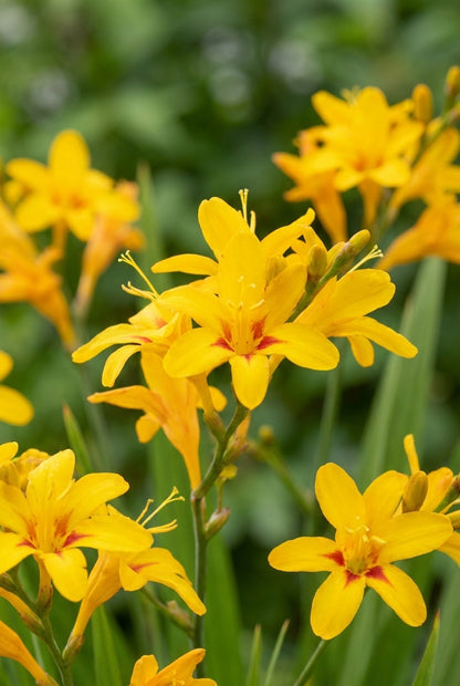 Crocosmia 'Firestars Hot Spot' bloemen