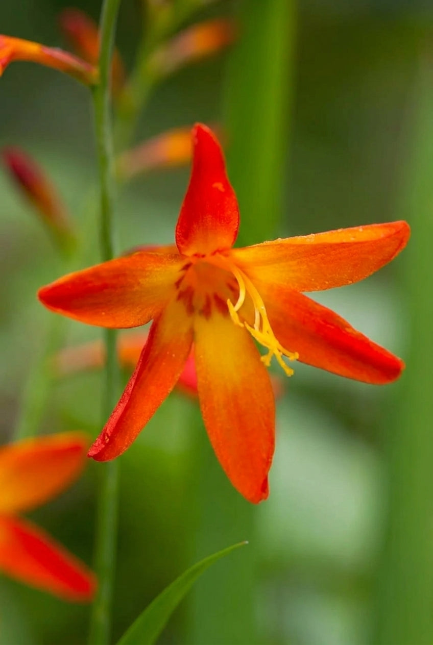 Crocosmia 'Star of the East' bloem