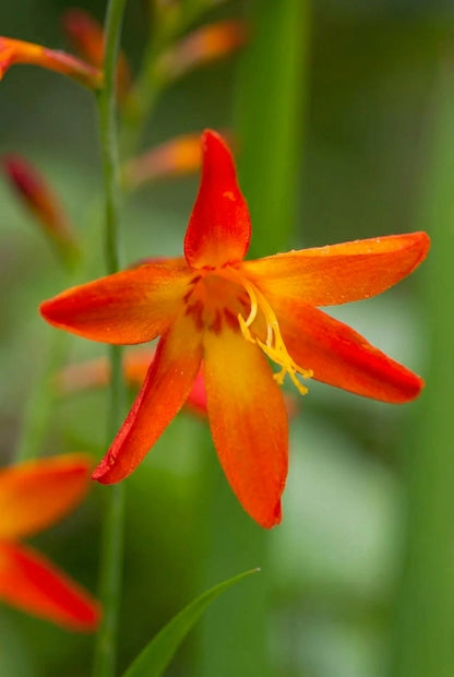 Crocosmia 'Star of the East' bloem