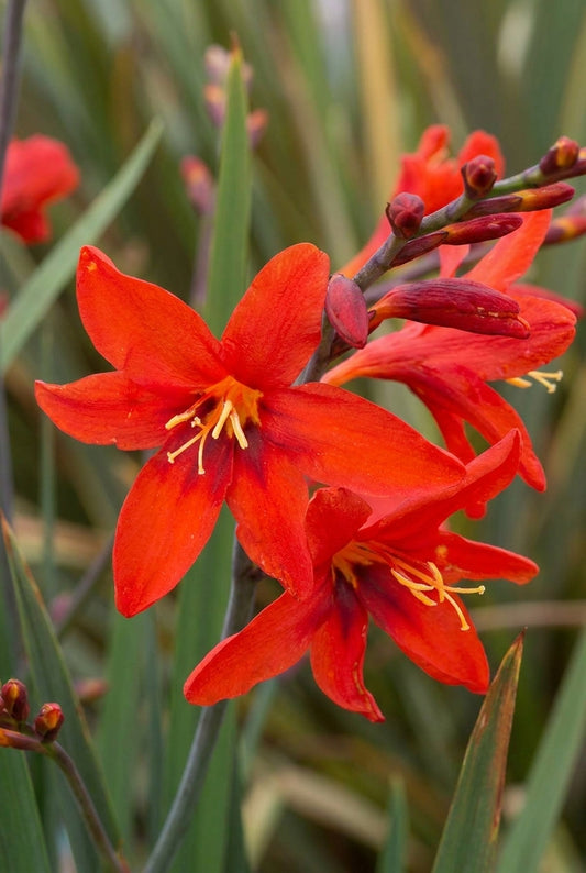 Crocosmia 'Twilight Fairy Crimson' bloem