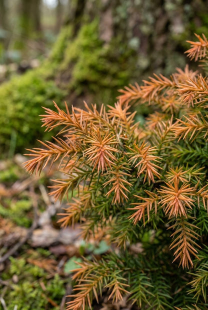 Cryptomeria japonica 'Vilmorin Gold' naalden