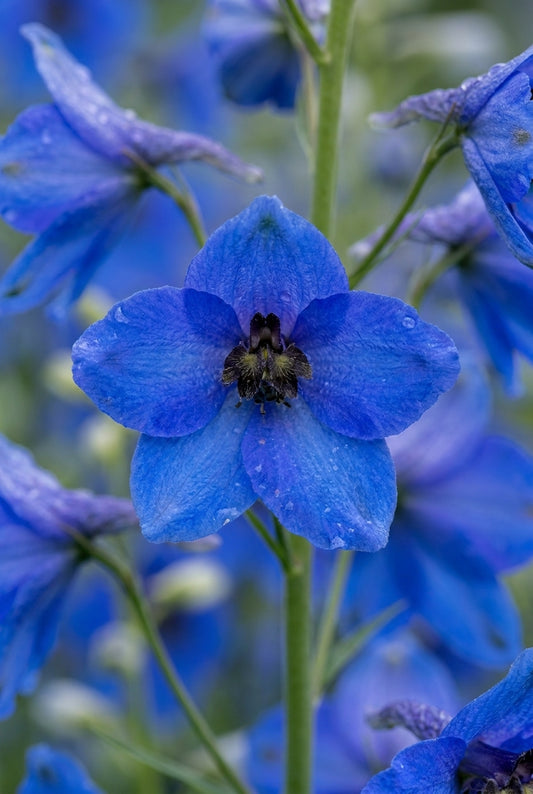 Delphinium 'Delphis Hollands Glorie' bloem