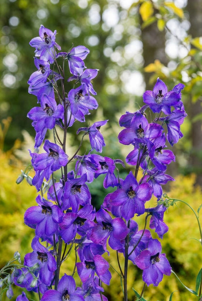 Delphinium 'Finsteraarhorn' bloemen