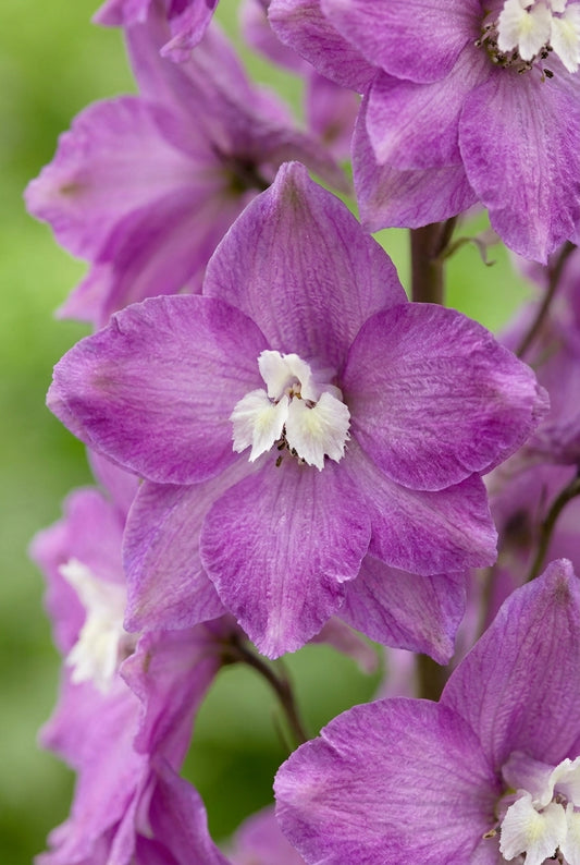 Delphinium 'Strawberry Fair' bloem