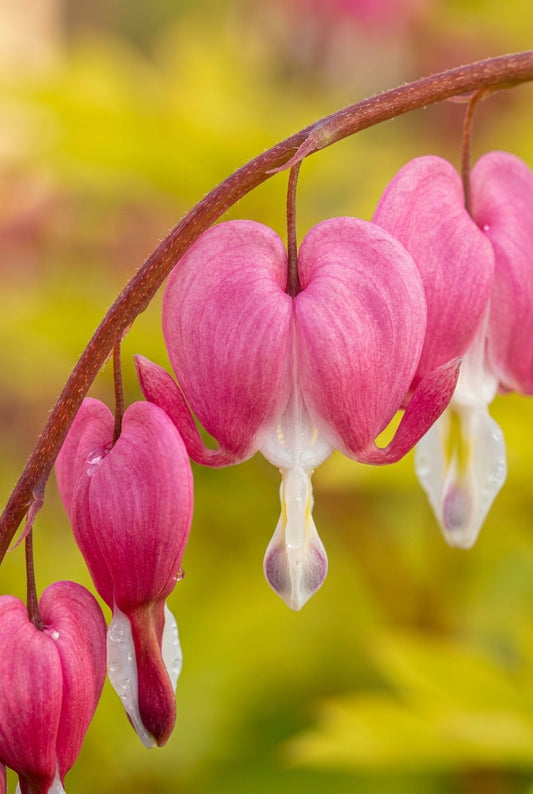 Dicentra spectabilis 'TV Yellow Leaf' bloem