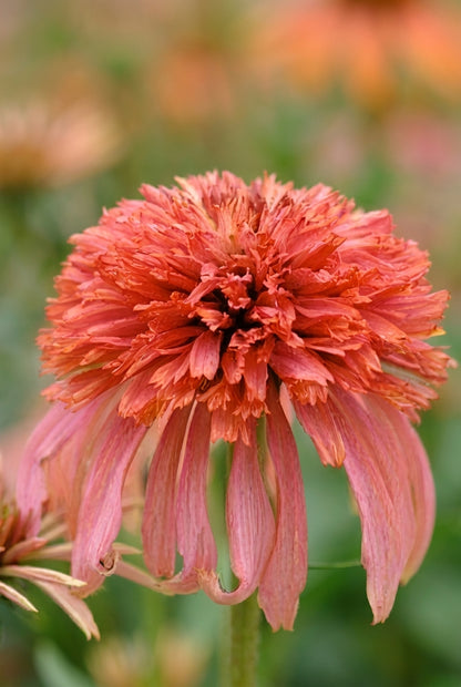 Echinacea 'Guava Ice' bloem