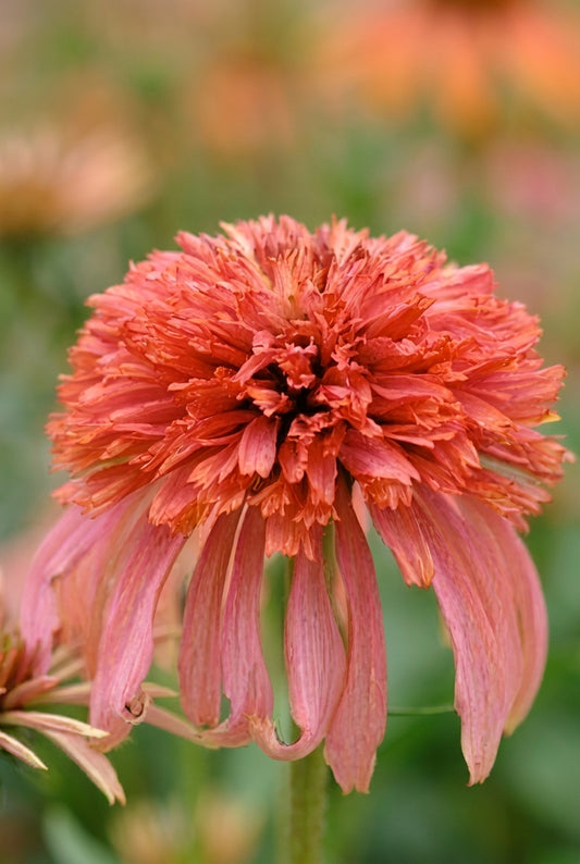 Echinacea 'Guava Ice' bloem