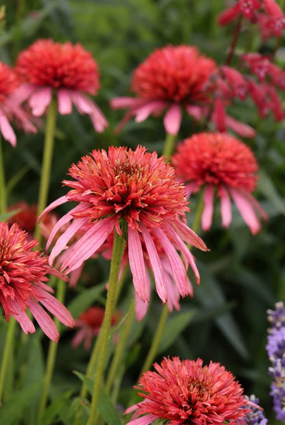 Echinacea 'Guava Ice' bloemen