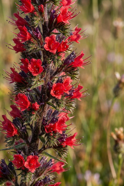 Echium amoenum bloem