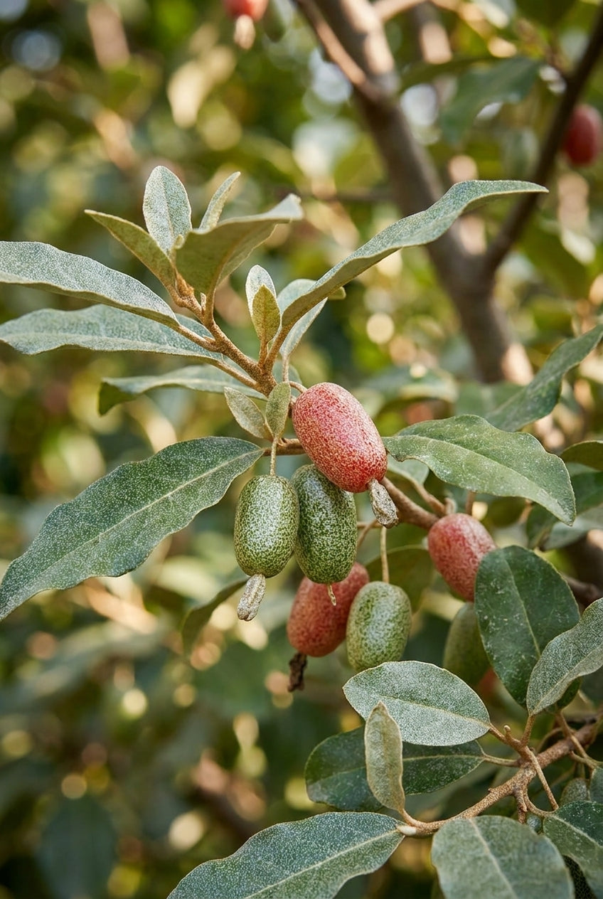 Elaeagnus ebbingei 'Compacta' solitair bloem
