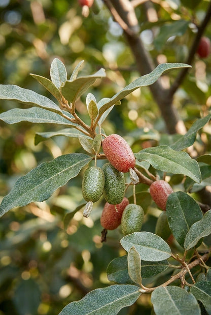 Elaeagnus ebbingei 'Compacta' solitair bloem