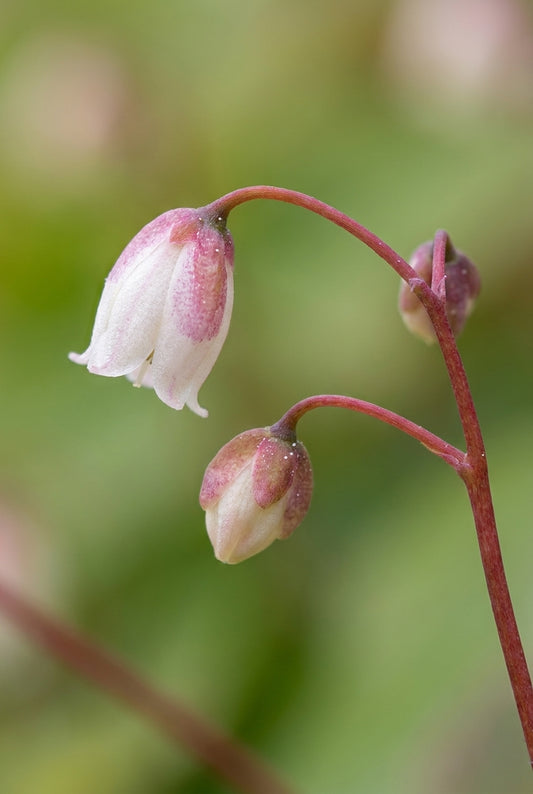 Epimedium diphyllum kitamuranum bloem