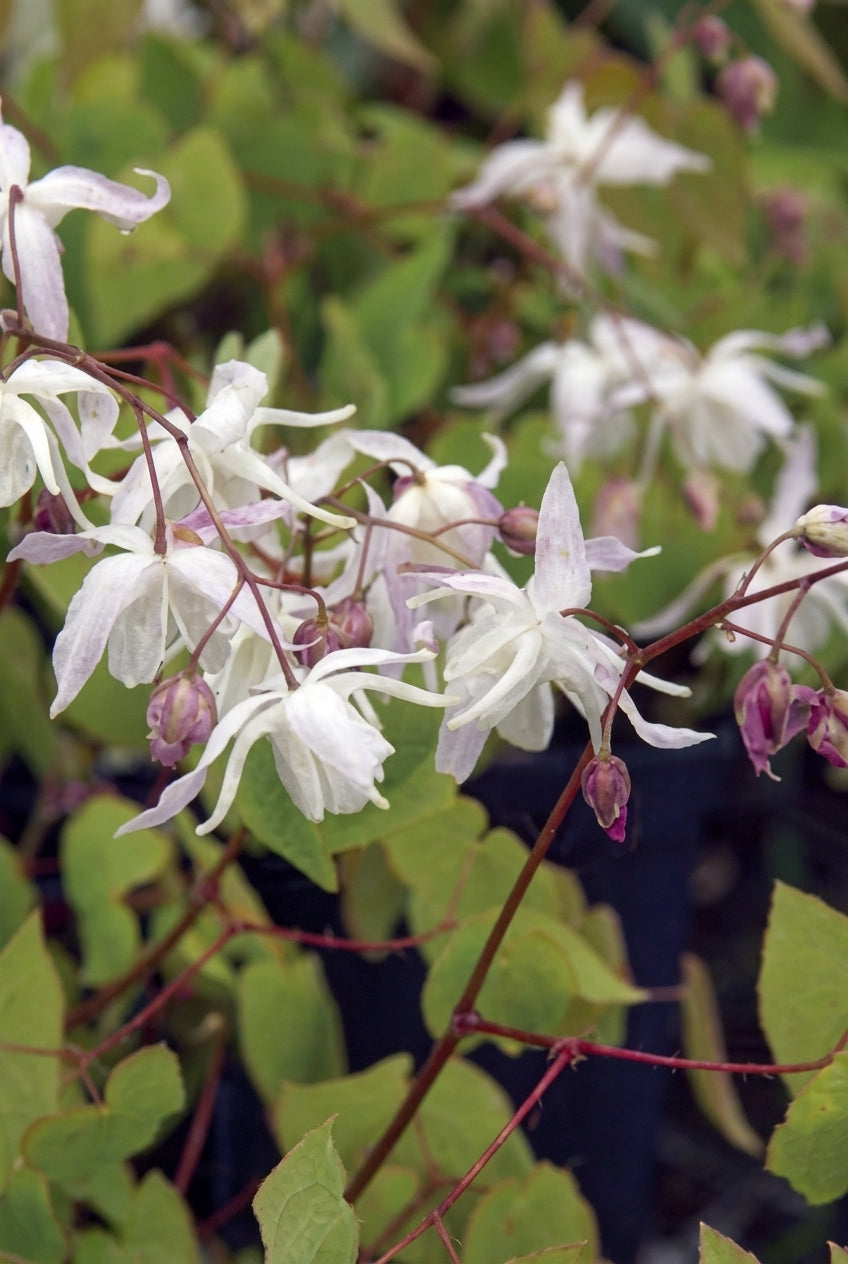 Epimedium dolichostemon bloem