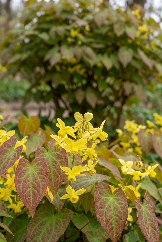 Epimedium perralderianum 'Weihenstephan' bloem