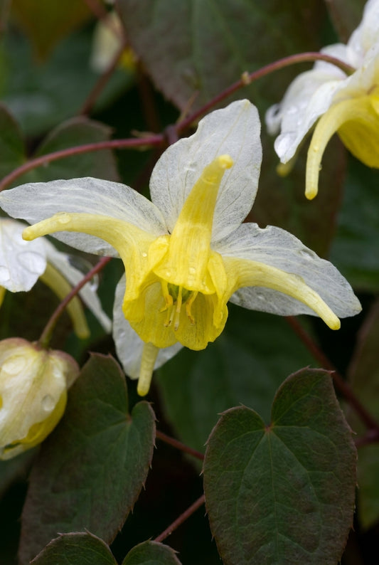 Epimedium 'Totnes Turbo' bloem