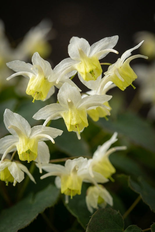 Epimedium versicolor 'Neosulphureum' bloemen