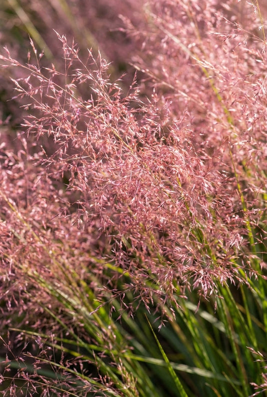 Eragrostis curvula 'Totnes Burgundy' pluimen