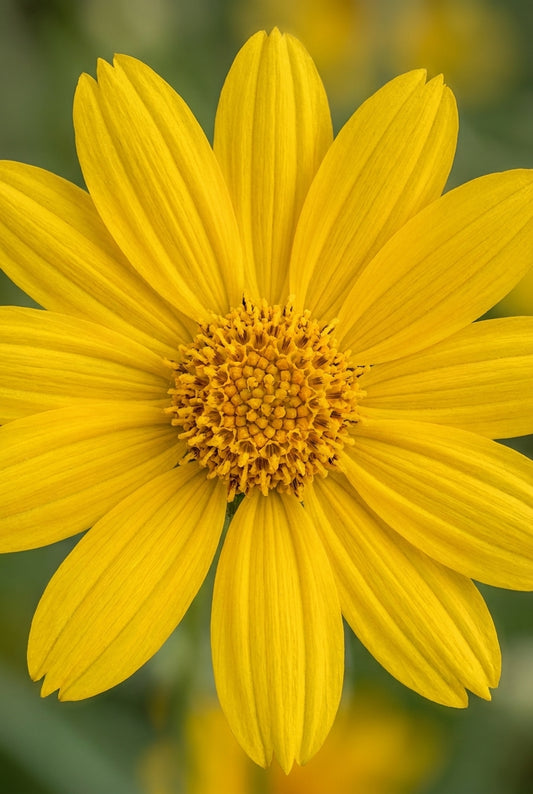 Eriophyllum lanatum bloem