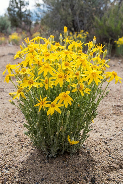 Eriophyllum lanatum bloemen