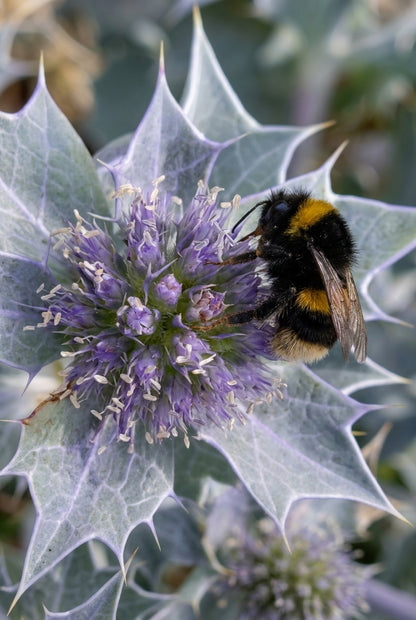 Eryngium maritimum bloem