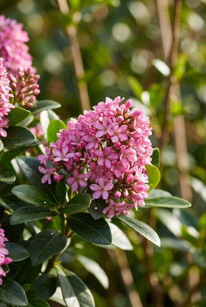 Escallonia laevis 'Lades' bloem