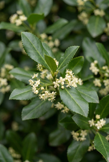 Euonymus fortunei 'Dart's Blanket' bloem