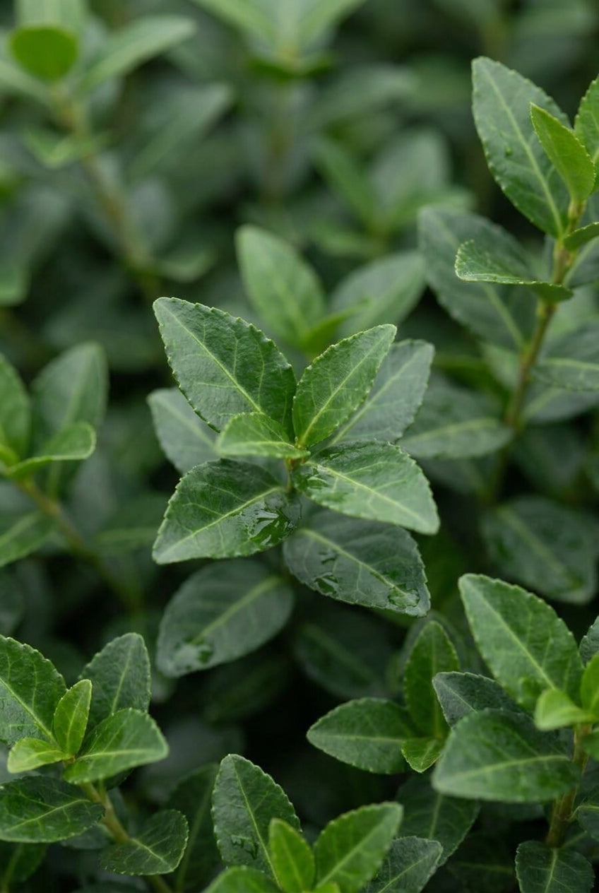 Euonymus fortunei 'Dart's Blanket' blad