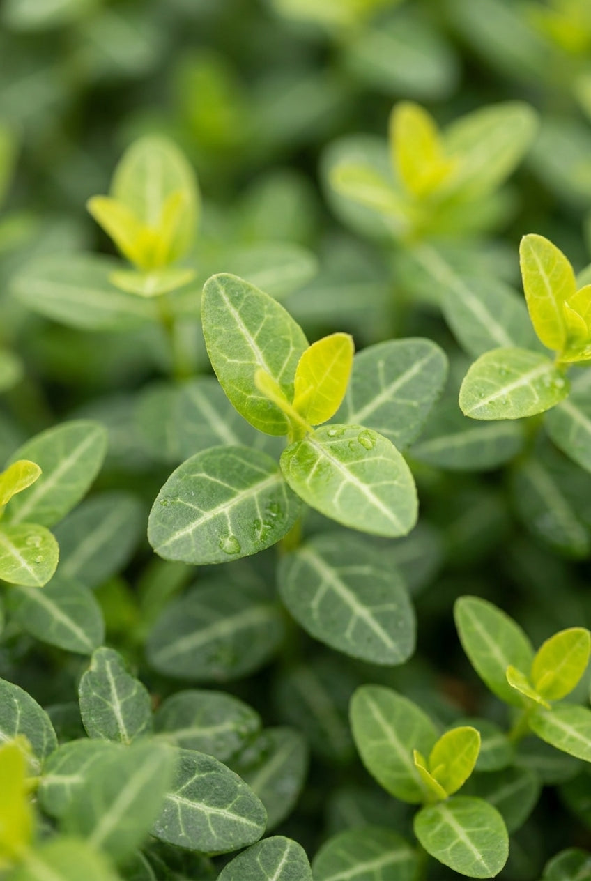 Euonymus fortunei 'Minimus' blad