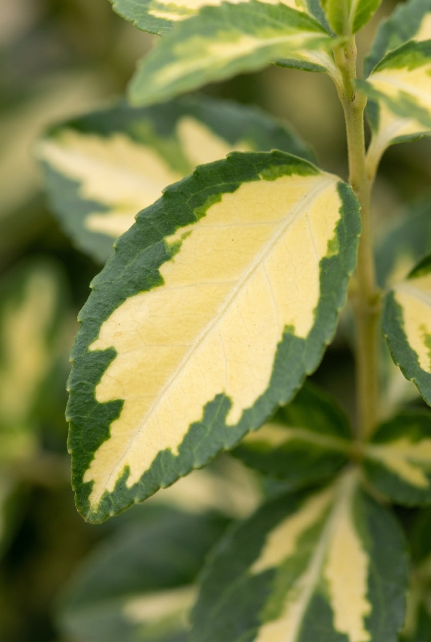 Euonymus fortunei 'Sunspot' blad