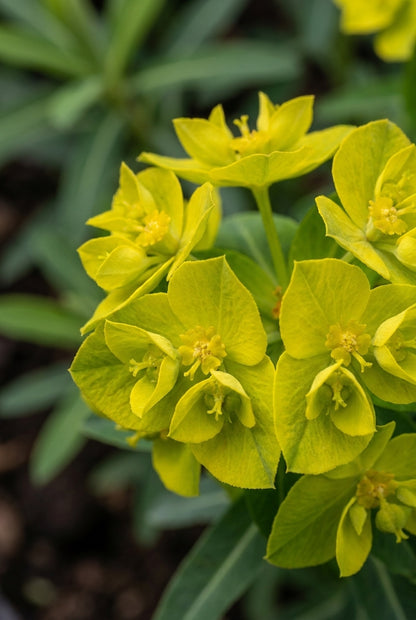 Euphorbia schillingii bloem