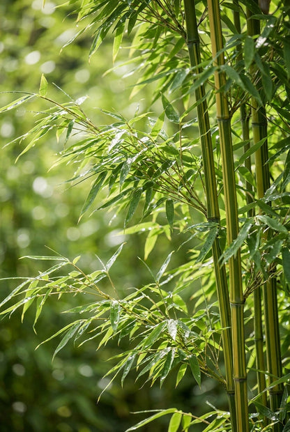 Fargesia angustissima op stam blad