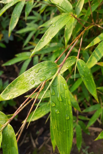 Fargesia murielae 'Deep Forest' blad