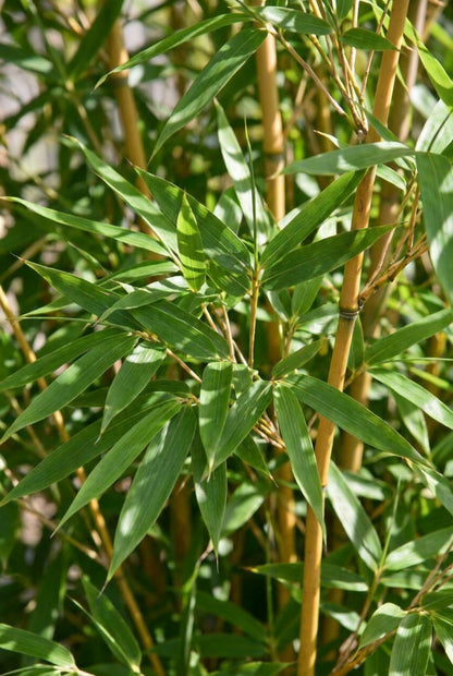 Fargesia murielae 'Deep Forest' bladeren