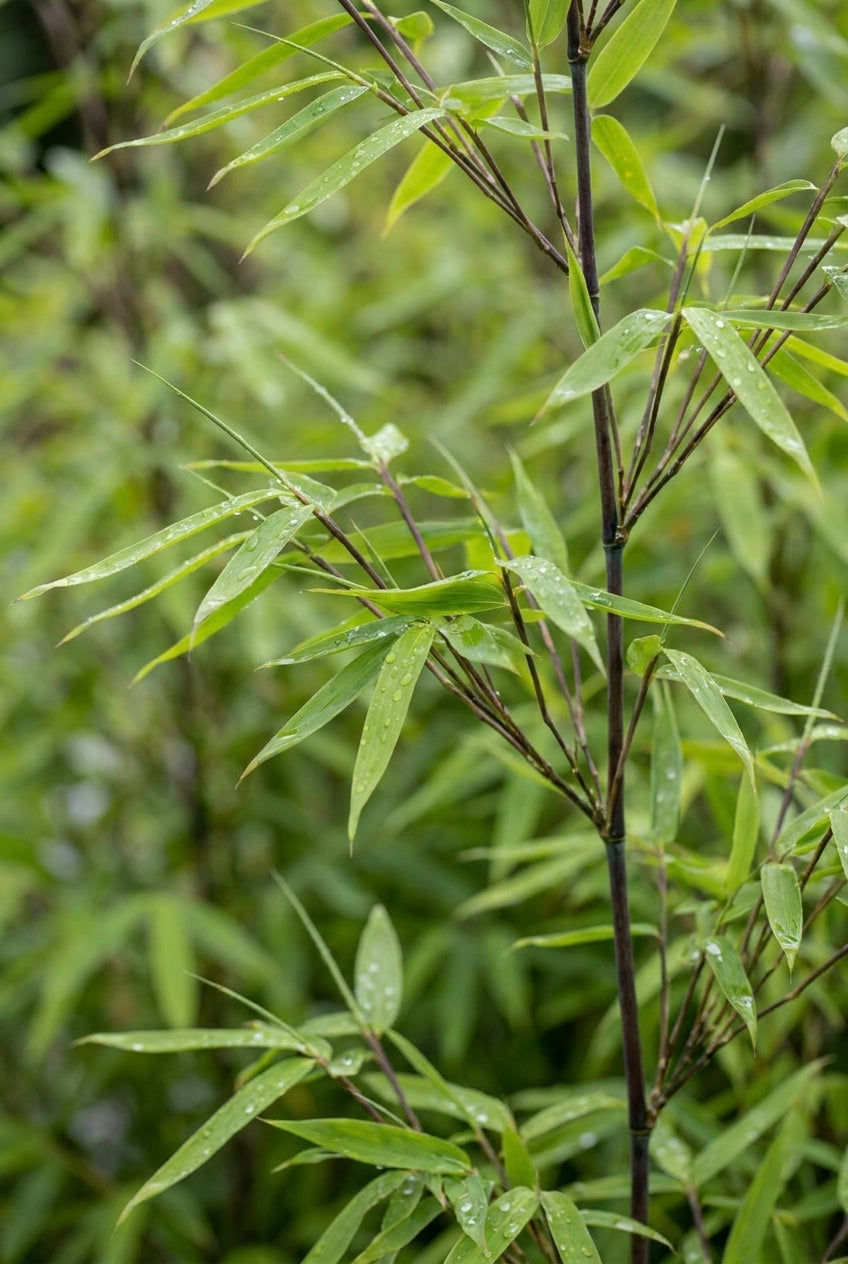 Fargesia nitida 'Gansu 95/2' op stam blad