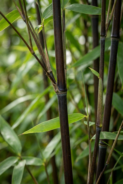 Fargesia nitida 'Volcano' blad