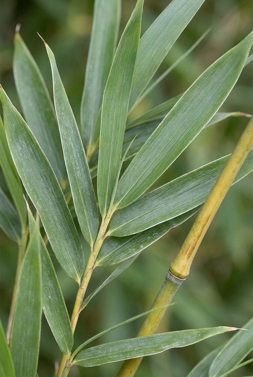 Fargesia robusta 'Campbell' Tuinplanten bladeren