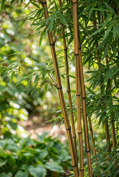 Fargesia robusta 'Campbell' Tuinplanten bamboe
