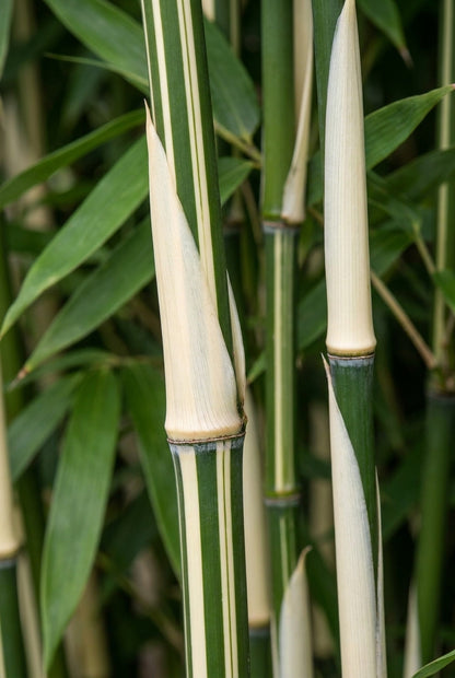 Fargesia robusta 'Pingwu' blad